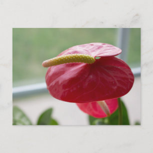 Cartão Postal Anthurium, vermelho, verde, flor, fotografia
