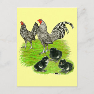 Cartão Postal Antiga família Barred Bantam Inglesa