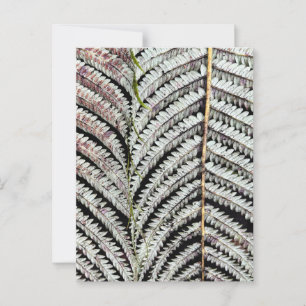 Cartão Postal Antiga Tree Fern Frond