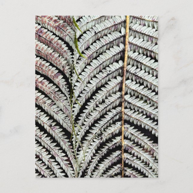 Cartão Postal Antiga Tree Fern Frond (Frente)