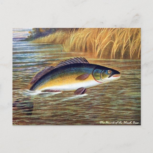 Cartão Postal Antigo - Black Bass (Frente)