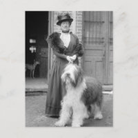 Antigo Cão Inglês, 1915