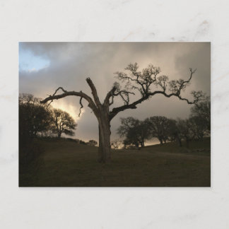 Cartão Postal Antigo Carvalho de inverno