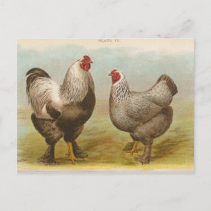 Cartão postal antigo "Frangos Dark Brahama"