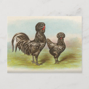 Cartão postal antigo "Frangos Houdan"