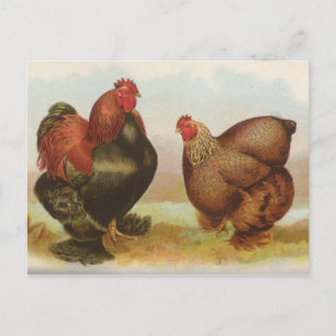 Cartão postal antigo "Frangos Partridge Cochin"