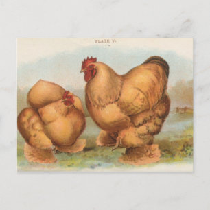 Cartão postal antigo "Galinha Cochin Amarela"