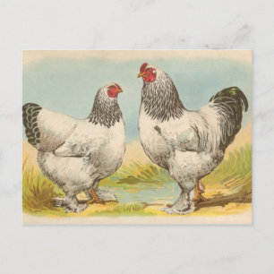 Cartão postal antigo "Galinhas Light Brahama"