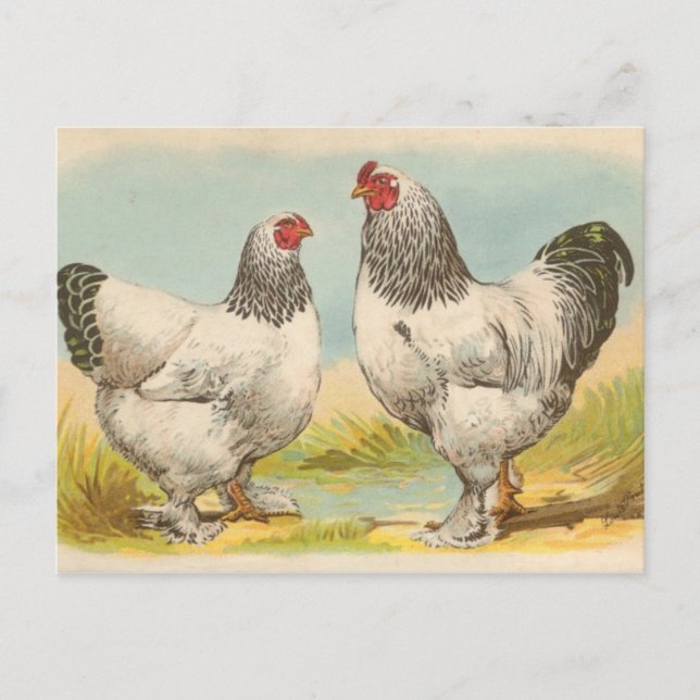 Cartão postal antigo "Galinhas Light Brahama" (Frente)