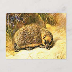 Cartão Postal Antigo - Ouriço
