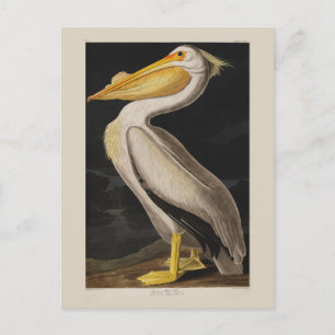 Cartão Postal Antigo Pelicano Branco de John James Audubon Coste