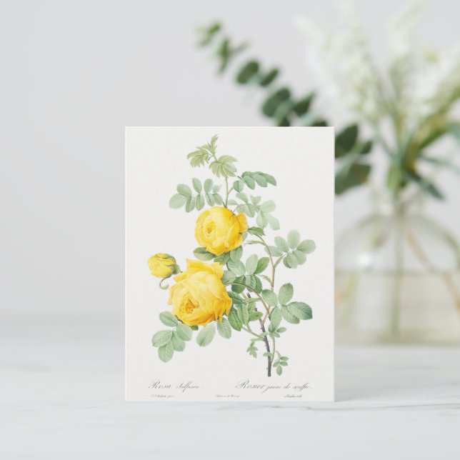 Cartão Postal Antigo Rosa Amarela de Enxofre (Em pé/Frente)