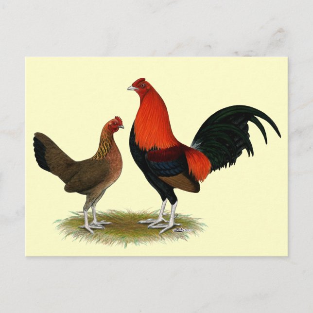 Cartão Postal Antigos Bantams de Jogo Inglês:  BB Red Pair (Frente)