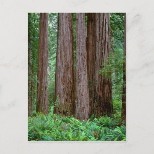 Cartão Postal Antigos Sequoias