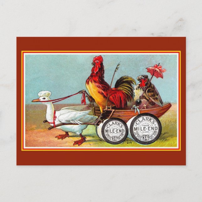 Cartão Postal Antiguamente, galinhas engraçadas, algodão de pato (Frente)