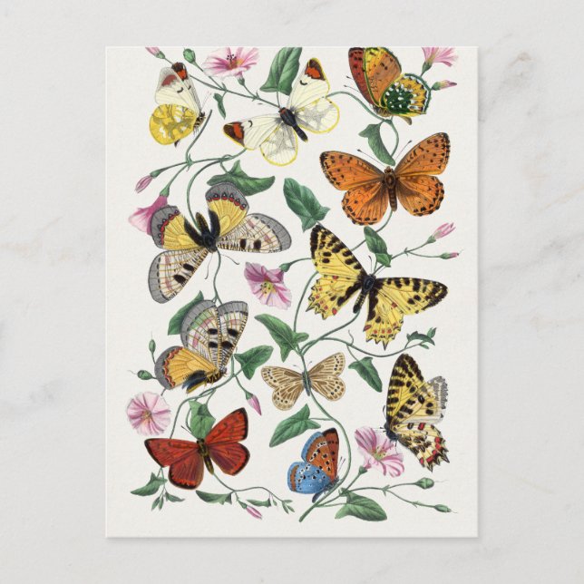 Cartão Postal Antiguamente Paul Gervais Borboleta História Natur (Frente)