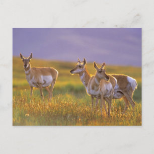 Cartão Postal Antílope americano em Montana