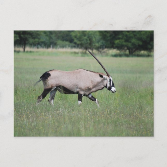 Cartão Postal antílope Gemsbok (Frente)