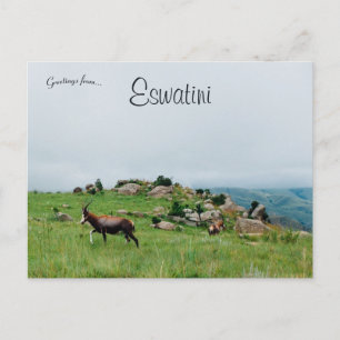 Cartão Postal Antílope no Parque Nacional de Eswatini