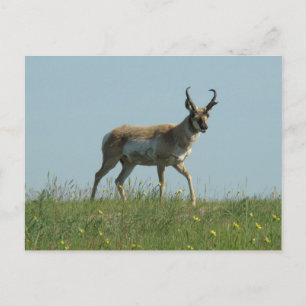 Cartão Postal Antílope Pronghorn A10 e Flores Silvestres