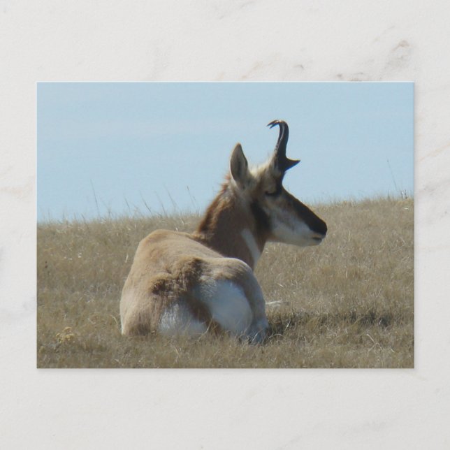 Cartão Postal Antilope Pronghorn A16 Dormindo (Frente)