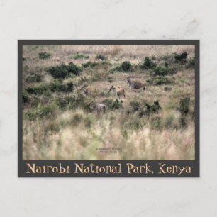 Cartão Postal Antílopes Eland no Parque Nacional de Nairobi, Quê