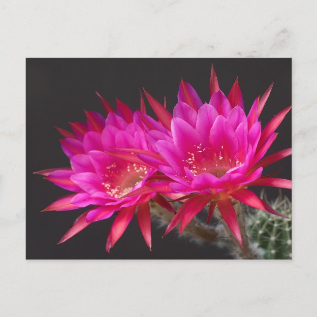 Cartão Postal Antimatéria Cactus Flor vezes dois (Frente)