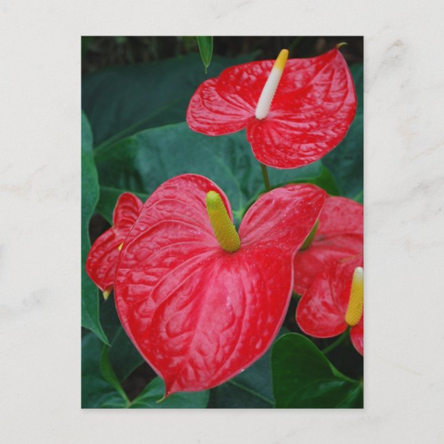 Cartão Postal Antuério vermelho - flor tropical (Frente)
