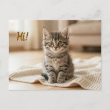 Anúncio de Foto do Nosso Novo Gatinho 
