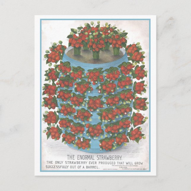 Cartão Postal Anúncio de vindima para morango normal (Frente)