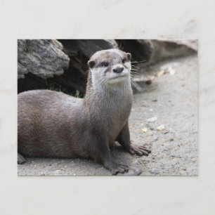 Cartão Postal Aonyx cinerea