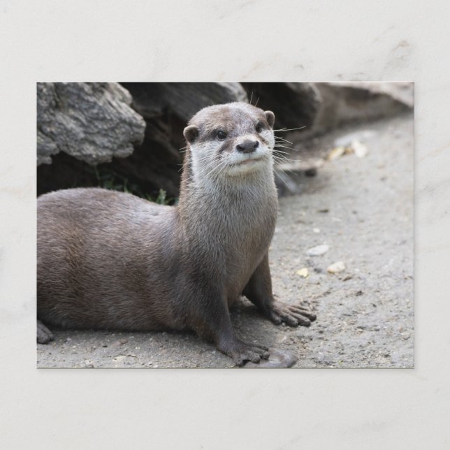 Cartão Postal Aonyx cinerea (Frente)