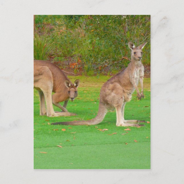 Cartão Postal aparência de canguru (Frente)