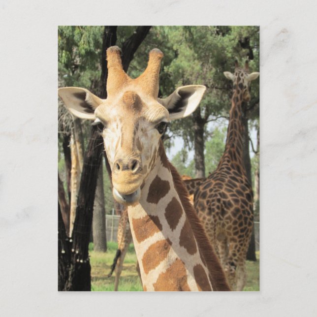 Cartão Postal aparência de girafa (Frente)