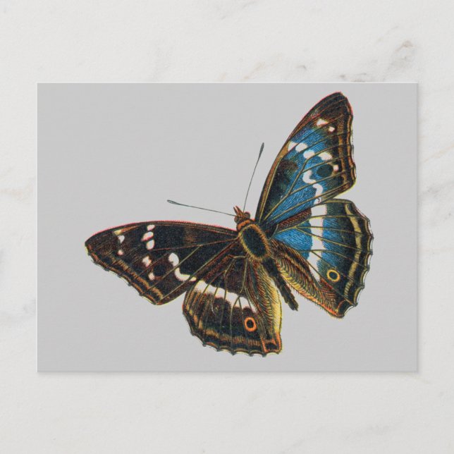 Cartão Postal Apatura iris (Frente)