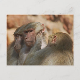 Cartão Postal Ape cuidando um do outro