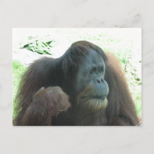 Cartão postal Ape de excelente