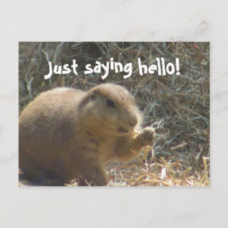 Cartão Postal Apenas cumprimentando! Cartão-postal Prairie Dog