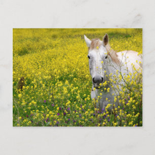 Cartão Postal Apenas Curioso