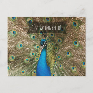 Cartão Postal Apenas Dizendo Olá, Bold Peacock Foto Amigável