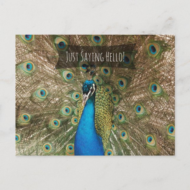 Cartão Postal Apenas Dizendo Olá, Bold Peacock Foto Amigável (Frente)