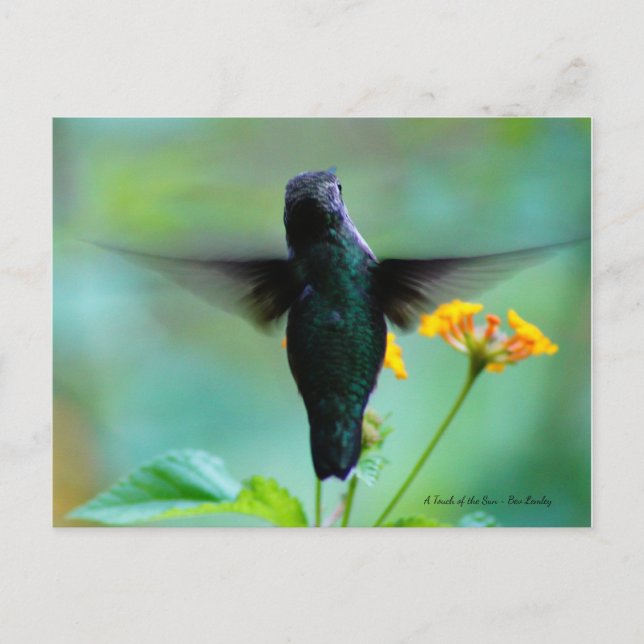 Cartão Postal Apenas "Hummin" para dizer "Olá"! (Frente)