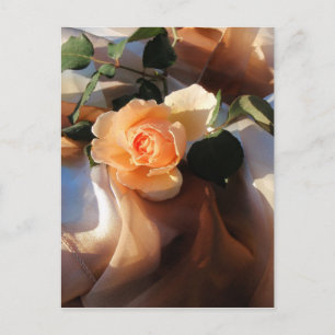 Cartão Postal apenas joey orange rosa