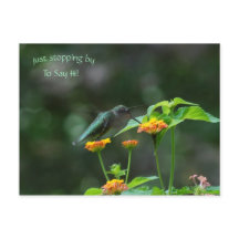 Apenas Parando Pelo Cartão-Postal De Hummingbird