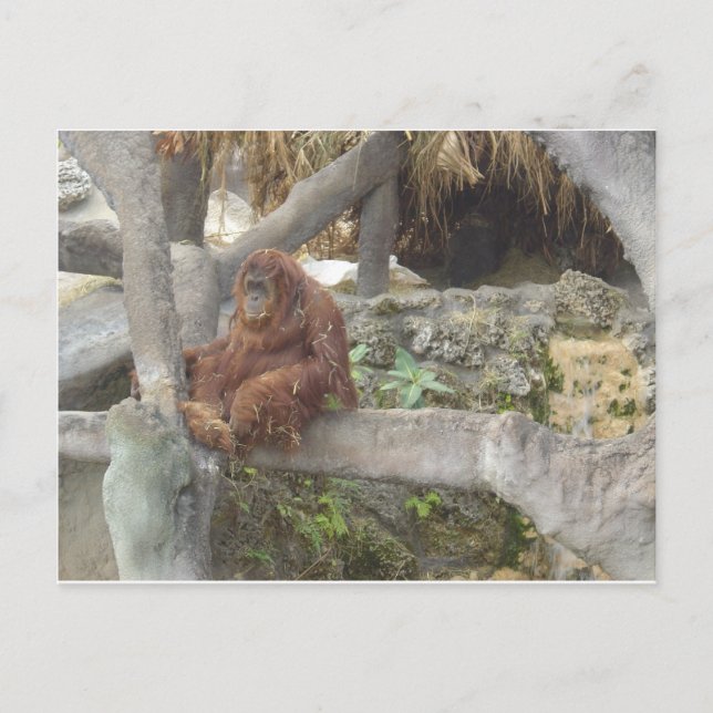 Cartão Postal Apenas Saindo (Frente)