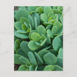 Cartão Postal Apenas Sedum
