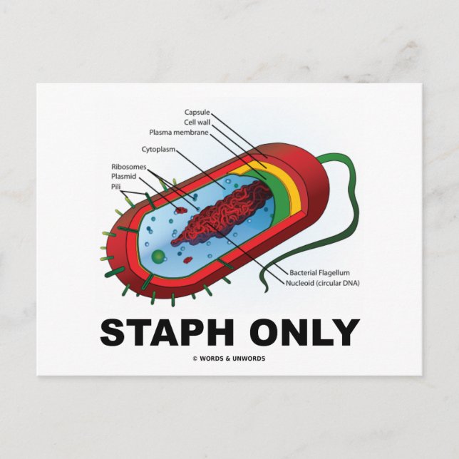 Cartão Postal Apenas Staph (Bacteria Health Medicine Humor) (Frente)