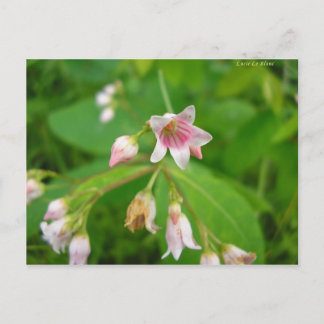 Cartão Postal Apocyn à feuilles d'androsème