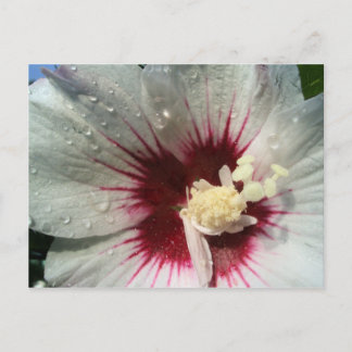 Cartão Postal Após a Chuva