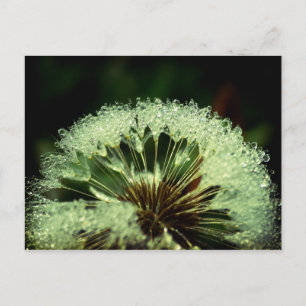 Cartão Postal Após a chuva - Dandelion com gotículas